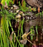 DSC_0121_stitch4_001.JPG