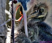 DSC_0178_001.JPG
