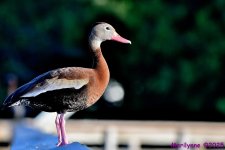 DSC_0278_001.JPG