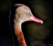 DSC_0273_001.JPG