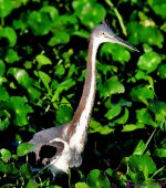 DSC_0300_001.JPG