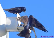 DSC_0320_001.JPG