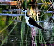 DSC_0337_001.JPG