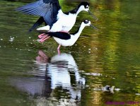 DSC_0376_001.JPG