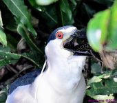 DSC_0436_001.JPG
