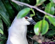 DSC_0441_001.JPG