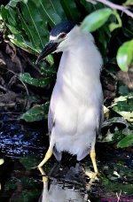 DSC_0444_001.JPG