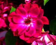 ROY_0652.JPG