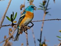 ROY_0743.JPG