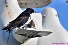 DSC_0472_001.JPG