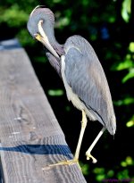 DSC_0581_001.JPG