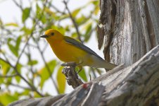 Prothonotary warbler sm.jpg