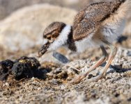 KilldeerBaby-151.jpg