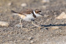 KilldeerBaby-158.jpg