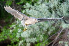 NightHeronFlight-140.jpg