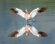 AvocetLanding-149.jpg
