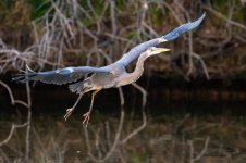 GBHFlight-150.jpg