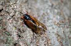 2025-05-26 07-15-08 (C,S4) cicada.jpg