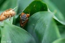 2025-05-26 07-23-29 (B,R8,S4) cicada.jpg
