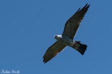 RD5_2026-Edit.jpg