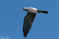 RD5_2030-Edit.jpg