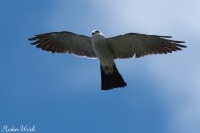 RD5_2562-Edit.jpg