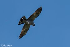 RD5_2630-Edit.jpg