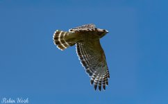 RD5_2598-Edit.jpg