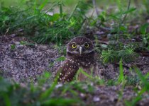 DSC_3562.JPG
