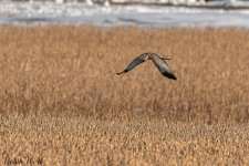 20250124Bald Eagle-RD5_9030-Edit.jpg