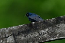 RD5_1159-Edit.jpg