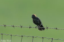 RD5_1373-Edit.jpg