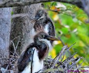 DSC_0661_001.JPG