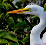 DSC_0676_001.JPG