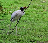DSC_0699_001.JPG