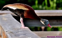 DSC_0740_001.JPG