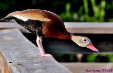 DSC_0745_001.JPG