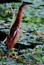 DSC_0774_001.JPG
