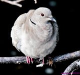 DSC_0796_001.JPG