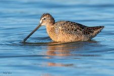 Dowitcher-151.jpg