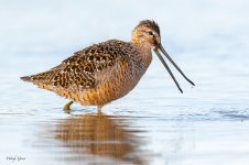 Dowitcher-154.jpg