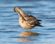 DowitcherPreening-154.jpg