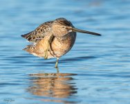 DowitcherPreening-155.jpg