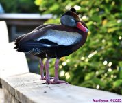 DSC_0803_001.JPG