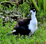 DSC_0846_001.JPG