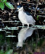 DSC_0926_001.JPG