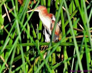 DSC_0973_001.JPG