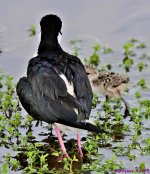 DSC_1017_stitch_001.JPG