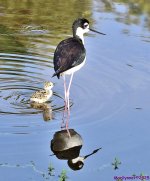 DSC_1071_001.JPG