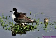 DSC_1109_001.JPG